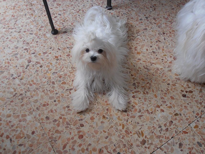 Noemie du domaine de l'Aristochien