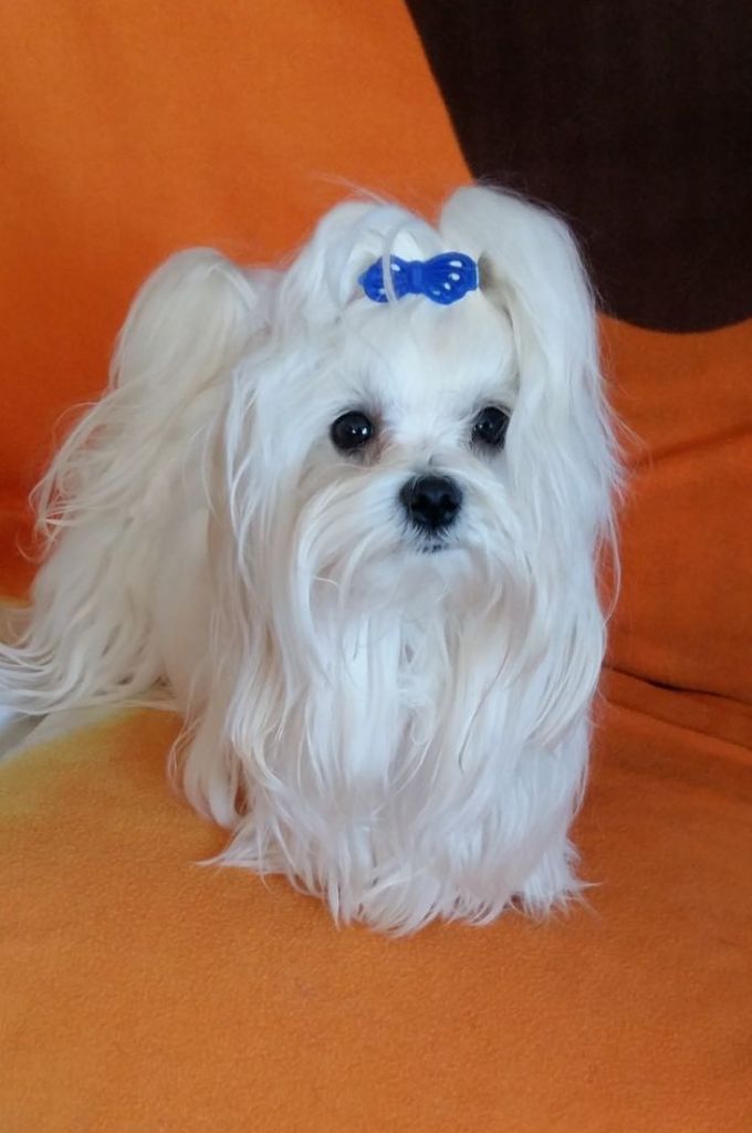 Namour De la vallee des lutins bleus